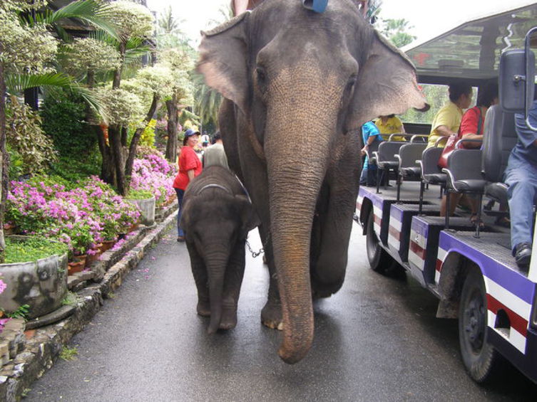 Из Томска в Таиланд, 2007